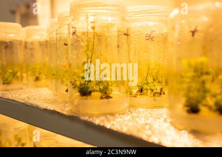 Growing blueberry plants in sterile conditions by in vitro technology. Micropropagation of flowers and trees in the laboratory under artificial Stock Photo