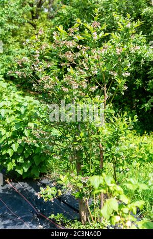 Flowering pink blueberry bush. Reproduction of fruitful bushes of black berries on the farm. Agrofiber on a farm for growing shrubs. Stock Photo