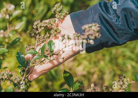 Flowering pink blueberry bush. Reproduction of fruitful bushes of black berries on the farm. Stock Photo