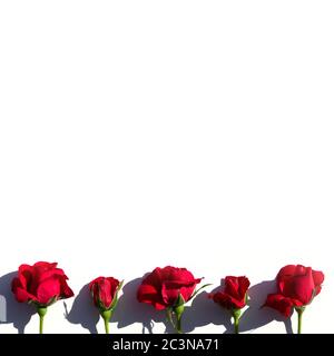 Creative layout made with red roses flowers on white background. Summer minimal concept with light and with hard shadows. Stock Photo