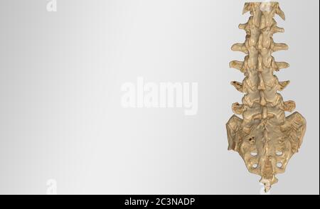 CT Lumbar Spine or L-S spine 3D rendering image isolated on gray background showing Compression fractures at L2 . Clipping path. Stock Photo