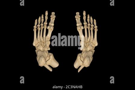 FOOT, CT-SCAN Stock Photo - Alamy