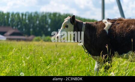 A cow grazes in a field on a summer day. Cow in the pasture. A young cow grazes on a green meadow Stock Photo