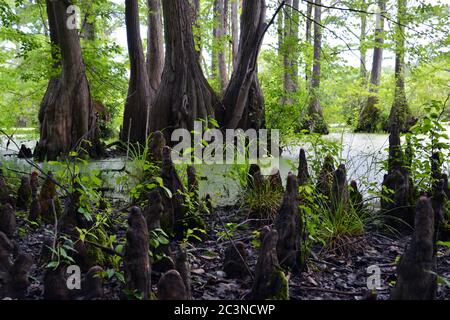 Stubby roots known as 'Cypress Knees' poke up out of the ground from the surrounding trees in the Merchants Millpond State Park in North Carolina. Stock Photo