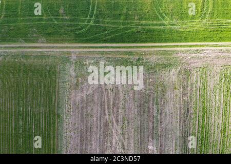 Rural road in green field, aerial view. Farmland, wheel marks. Aerial shot of spring agricultural landscape. Plowed soil, growing winter crops, top vi Stock Photo
