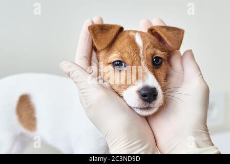 Veterinary doctor hands in medicine gloves examines puppy jack russell terrier dog Stock Photo