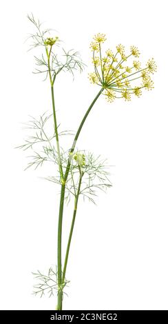 dill on the white background Stock Photo