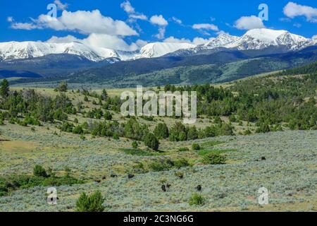 cattle grazing in foothills below the tobacco root mountains near harrison, montana Stock Photo