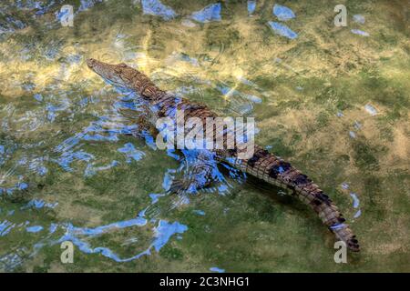 Siamese Crocodile Standing in the Transparent Water Stock Photo