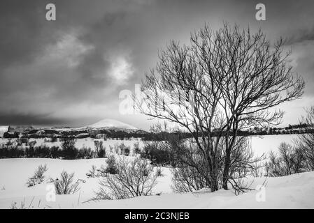 Dead tree and big mountian on background in the winter,black and white photography Stock Photo