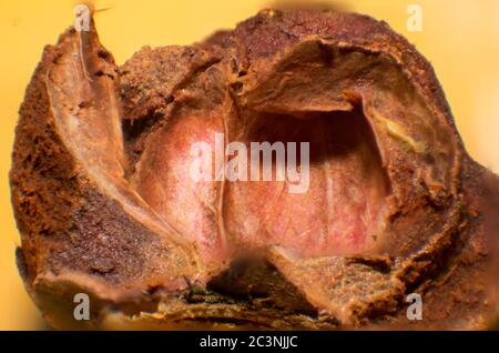 mangostin frute macro Stock Photo