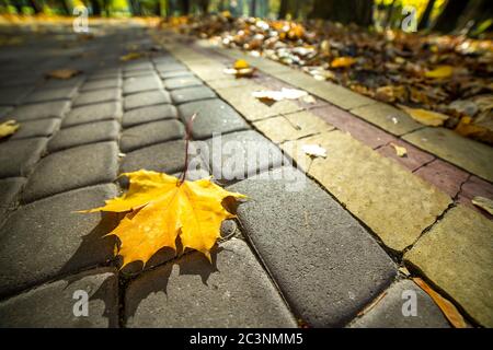 Close up of big yellow maple leaves laying on pedestrian sidewalk in autumn park. Stock Photo