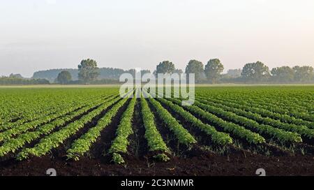 Potato field in the morning mist, A crop of potatoes are growing in the rich black soil of Martin Mere near the Wildlife and Wetlands Trust site. Stock Photo