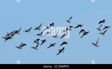 Brent goose (Branta bernicla) flock in flight overhead, Poole Harbour, Dorset, UK, December. Stock Photo