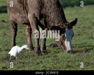 Cattle egret (Bubulcus ibis) foraging for invertebrates near a grazing Cow (Bos taurus) on pastureland, Somerset Levels, UK, December. Stock Photo