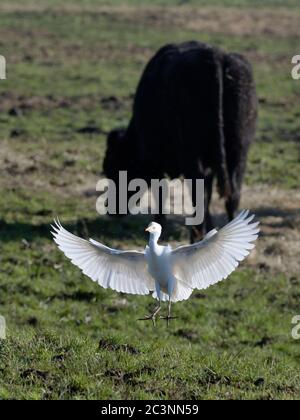 Cattle egret (Bubulcus ibis) landing to forage near a Cow (Bos taurus) grazing on pastureland, Somerset Levels, UK, December. Stock Photo