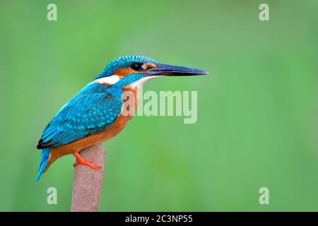 The common kingfisher, also known as the Eurasian kingfisher and river kingfisher, is a small kingfisher with seven subspecies recognized within its w