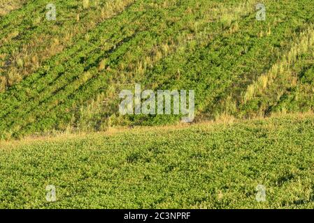 Magnificent spring rural landscape. Stunning view of tuscan green wave hills, amazing sunlight, beautiful golden fields and meadows.Tuscany, Italy Stock Photo