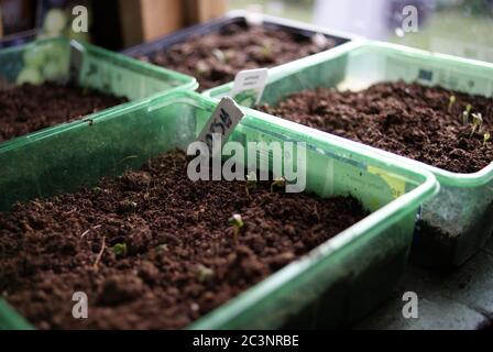 Vegetable seedlings in green plant trays Stock Photo