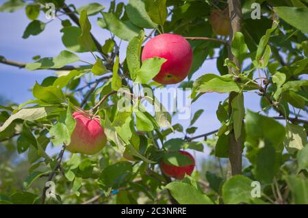 Beautiful rustic red apples on the tree. Stock Photo