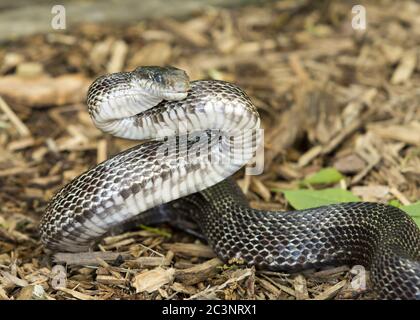 Selective focus of pattern on python snakeskin on sand on blue ...