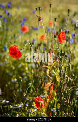 Poppies and cornflowers in a field of wildflowers near West Wickham in Kent, UK. Pretty scene in the English countryside with poppies and cornflowers Stock Photo