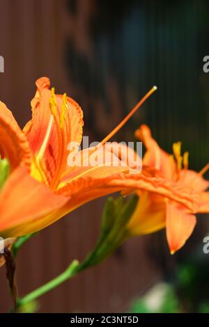 Bright and original summer Ukrainian flowers that grow on the streets of Dnipro, Ukraine. Large orange large lily flower buds, smelling lilies. Stock Photo