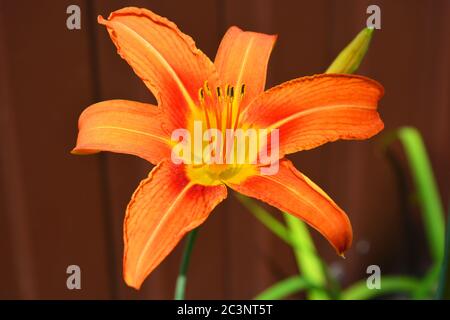 Bright and original summer Ukrainian flowers that grow on the streets of Dnipro, Ukraine. Large orange large lily flower buds, smelling lilies. Stock Photo