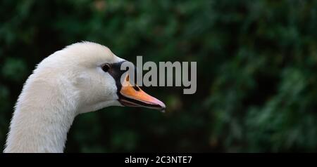 Mute Swan head close up portrait while green leaves in background. Stock Photo