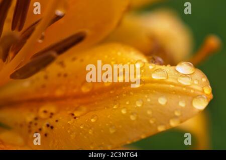 Water drops on a lily petal Stock Photo