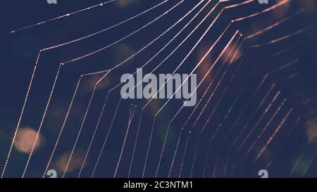 Spider Web with dew drops. Background image. Stock Photo