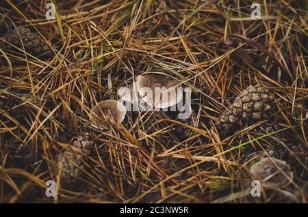 Mushrooms and cones in pine needles. Stock Photo