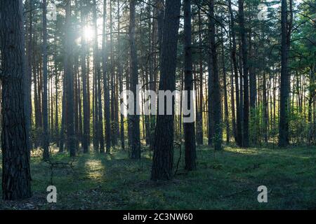 Backlit pine tree forest with tree tunks silouettes in the setting sun Stock Photo