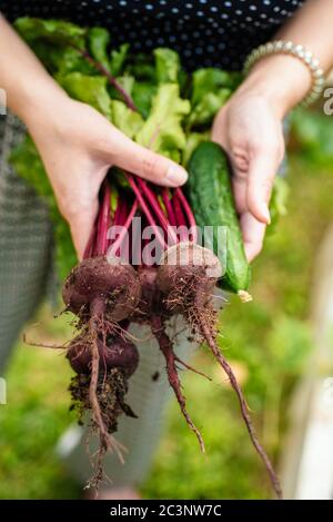 Holding fresh vegetables in hands Stock Photo