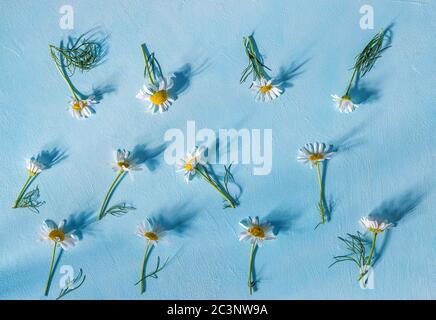 pattern of white daisies on a blue background. summer background. flat lay Stock Photo