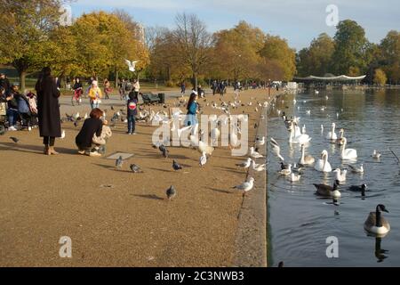 People feeding geese, swans and pigeons in Hyde Park Stock Photo