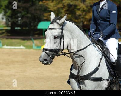 Dressage sports horse walking in the ranch paddock Stock Photo