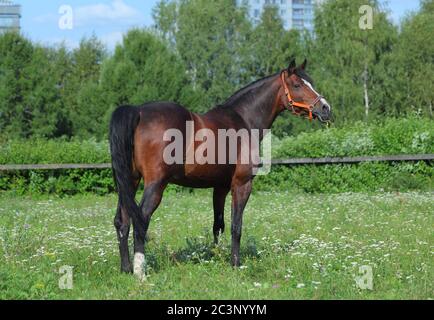 Dressage sports horse walking in the ranch paddock Stock Photo