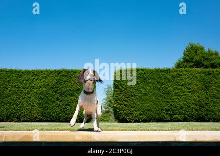 English Springer Spaniel Stock Photo