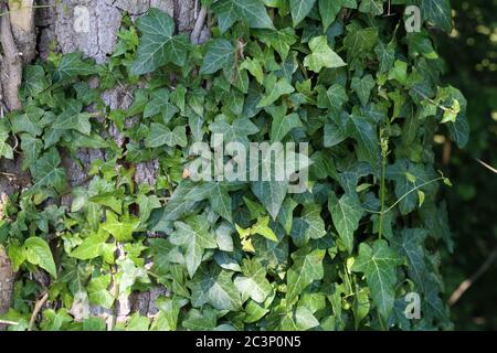 Ivy leaves growing thick on the tree Stock Photo
