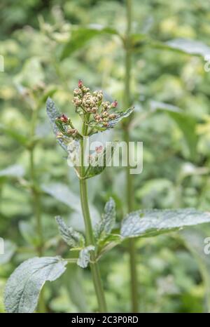 Flowers and buds of Water Figwort / Scrophularia aquatica, a plant species that likes wet and moist habitats. Medicinal plant used in herbal cures. Stock Photo