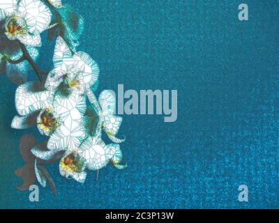 White phaleanopsis orchid on blue background with copy space Stock Photo