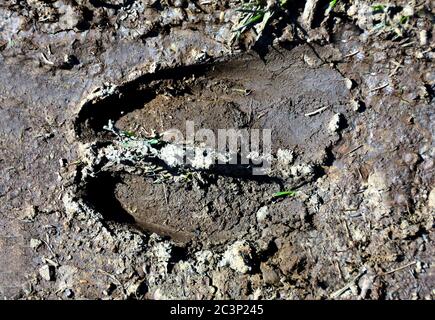 Closeup shot of traces of deer in the mud Stock Photo