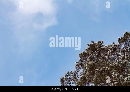 Fluffy snow branches pine-tree on the blue sky background. Free to text place Stock Photo