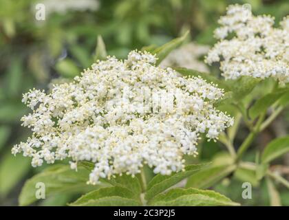 Close-up shot of Common Elder / Sambucus nigra flowers from which elderflower wine and syrup are made. Former medicinal plant used in herbal remedies. Stock Photo