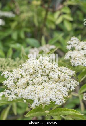 Close-up shot of Common Elder / Sambucus nigra flowers from which elderflower wine and syrup are made. Former medicinal plant used in herbal remedies. Stock Photo