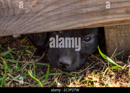 Sad little puppy looks out from under the fence, stray dog Stock Photo