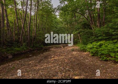 Green forest with large green leaves and a small river among the stones on a sunny summer day. Stock Photo