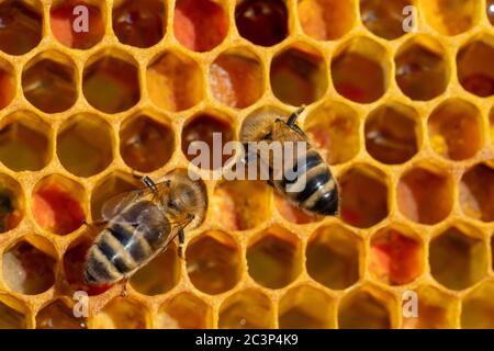 Close-up of working bees on honeycombs. Beekeeping and honey production image Stock Photo