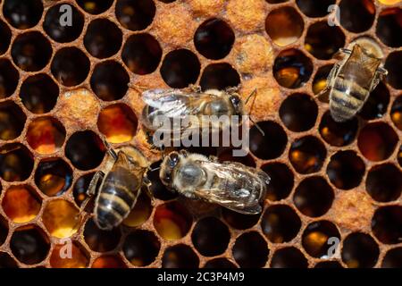 Close-up of working bees on honeycombs. Beekeeping and honey production image Stock Photo